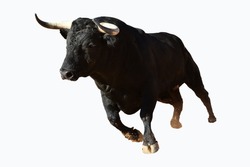 Black bull with big horns