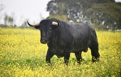 Aggressive bull on the spanish cattle farm