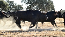 A bull on the spanish cattle raising