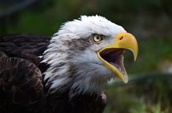 A head of white head eagle