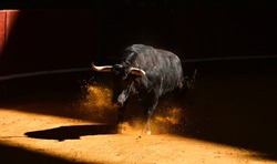 Spanish black  bull with big horns running
