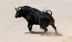 spanish black bull running on spain