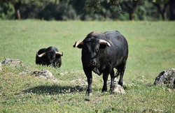 A spanish fighting bull with big horns on spanish cattle farm