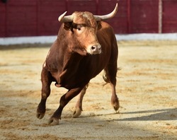 Angry bull with big horns in spanish bullring