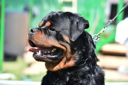 A big rottweiler dog in the field
