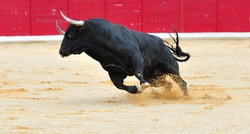 spanish bull in spain