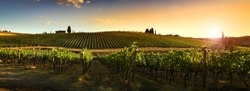 Beautiful vineyards at sunset in Tuscany, Italy.