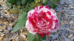 Rosa 'Neil Diamond' - Hybrid Tea Rose - Rosaceae (The Rose Family)