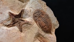 Selective focus view of the extinct Trilobite and starfish fossil. It is a group of extinct marine arthropods that form the class Trilobita. Known by it distinctive three-lobed, three-segmented form