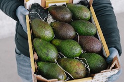 Avocado hass , highest grade. box with green fruit reaching. very good for health fruit enriched with vitamins. holds in his hands