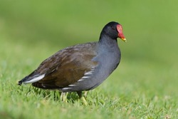 Common moorhen Gallinula chloropus, also known as the waterhen or swamp chicken portrait of adult bird, green background, close up , is a bird species in the rail family (Rallidae).