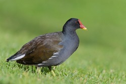 Common moorhen Gallinula chloropus, also known as the waterhen or swamp chicken portrait of adult bird, green background, close up , is a bird species in the rail family (Rallidae).
