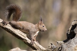 Encounter in the woods, portrait of European squirrel (Sciurus vulgaris)
