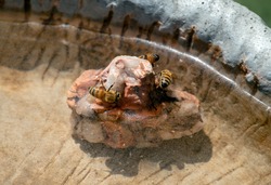 Three honey bees get refreshment from water in a bird bath while they use a rock to stand on. Bokeh effect.