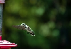 A hummingbird flies toward the awaiting nectar feeder. Wings are in motion and feet are ready to make landing. Nice advertising for hummingbird feed recipes. Bokeh.