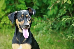 Close up portrait of head of cute young mixed breed dog, black and brown color, sitting in a park on a sunny summer day, pink tongue sticking out, green bush background
