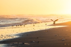 Beautiful golden sunset light illuminating a beach filled with seagulls and sea birds - Jones Beach Long Island New York