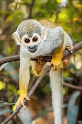 Cute portrait of squirrel monkey in amazon jungle forest