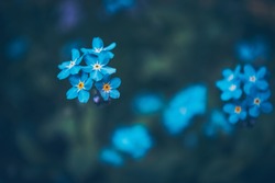 A lot of little blue flowers on a blue background.