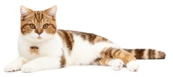Red cat lying isolated on white. Cute cat lie down looking in camera. British Shorthair closeup
