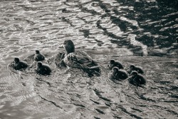 Baby ducks swimming with their mother 