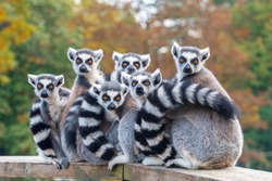 A group of resting lemurs katta 