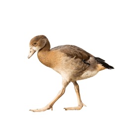 Walking young Egyptian or Nile goose (Alopochen aegyptiaca)  isolated on white background