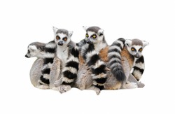 Group of  lemur katta (Lemur catta) on white background
