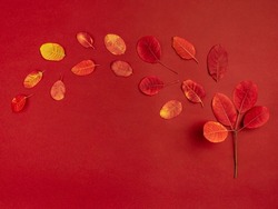 Minimalist composition of red fallen leaves forming symbolic autumn tree and windy weather. Autumn forest or Thanksgiving holiday background. Top view, flat lay, copy space for text.