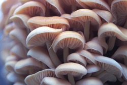 Wood mushrooms. Macro Yellow mushrooms on a tree. blue mushroom habits, hats are close up. Mushrooms with a violet hue. Fungal growth tree is filled with light mushrooms. purple mushroom background