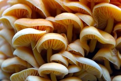 Wood mushrooms background. Macro Yellow mushrooms on a tree. mushroom hats close up. Mushrooms with a orange hue Fungal growth. Orange fungus on wood. mushrooms nature forest. Wild mushroom on mossy