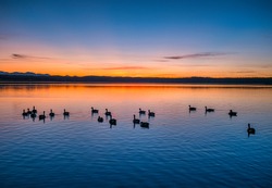 Wild geese in the sunset on Lake Starnberg, Fuenfseenland, Upper Bavaria, Bavaria, Germany, Europe