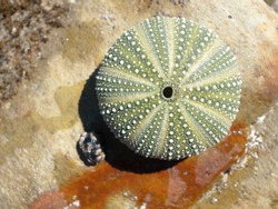 A sea urchin shell on a rustic weathered rock background.