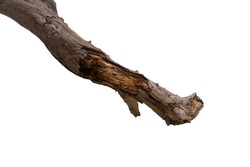 Dry tree branch isolated on white background with clipping path.