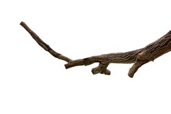 Tree branch isolated on white background with clipping path.