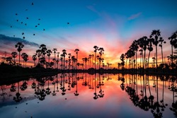Silhouette of sugar palm trees and a flock of flying birds against with colorful sky in the morning with reflection in the water. Beautiful scenic view of nature in rural Thailand.