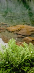Beautiful fern grows near the clear lake. Iphone 10 wallpaper. Nature background.