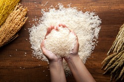 Top view of jasmine rice holding in hands on dark wooden table with rice plants, ear of rices with jasmine rice ,rice scatter on the floor.