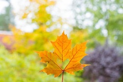 It's a very nice detail in nature. A big orange leaf with a heart-shaped hole on it up close. Autumn landscapes in the background.yellow maple leaf with a heart carved in the middle lies