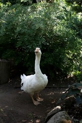 domestic goose in a garden. white goose is walking on the farm yard.White poultry foraging in rural garden, natural green nature concept