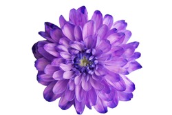 Purple chrysanthemum on a white background