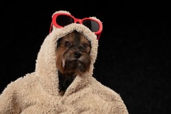 Yorkshire terrier in beautiful clothes. Glamor fashionable dog in a fur coat and glasses. Designer clothes for dogs.
