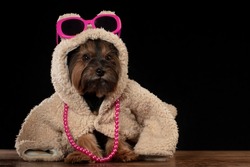 Yorkshire terrier in beautiful clothes. Glamor fashionable dog in a fur coat and glasses. Designer clothes for dogs.