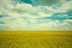 Vintage fairy tale landscape yellow rapeseed field against the background of an emerald cloudy sky.