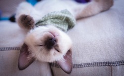 Cute little Siamese cat sleeps on fabric sofa
