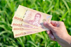 New design 100 Thai banknote with green rice farm background