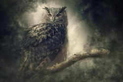 
Eagle owl in the fog