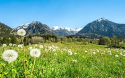 Beautiful flower meadow and snowcapped mountains. Oberstdorf, Bavaria, Alps, Allgau, Germany.