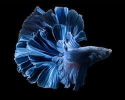 A blue betta fish is swimming in a pond