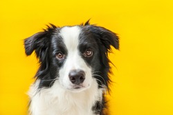 Funny studio portrait of cute smilling puppy dog border collie isolated on yellow background. New lovely member of family little dog gazing and waiting for reward. Pet care and animals concept.